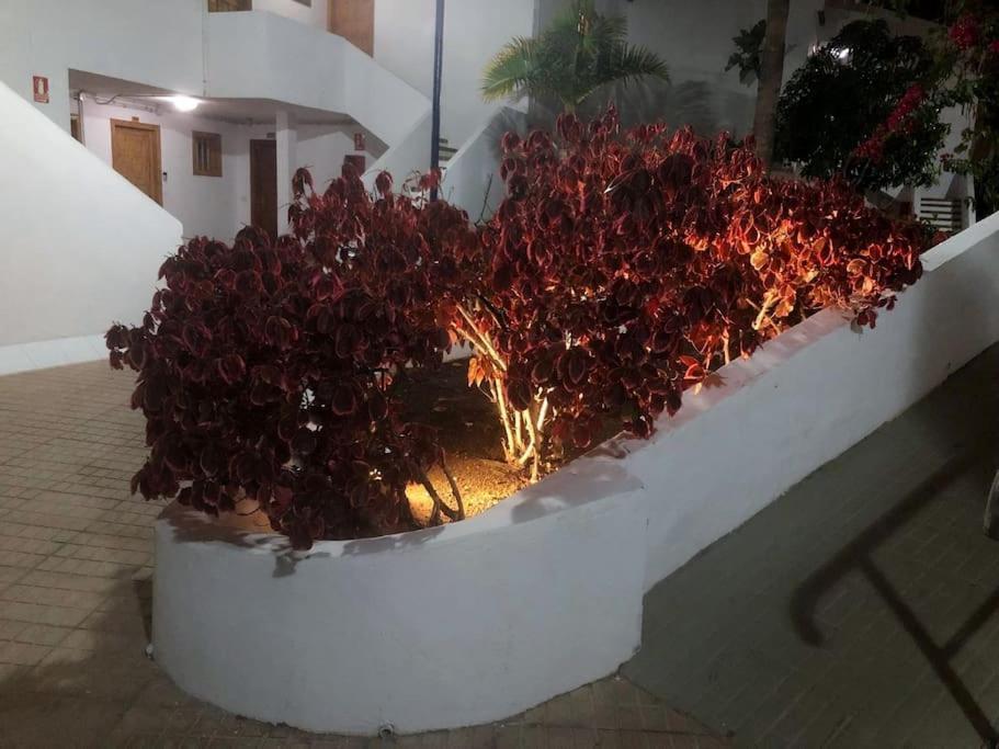 Apartamento Lucia Garden City Con Piscina Climatizada Playa Feñabe Eksteriør billede