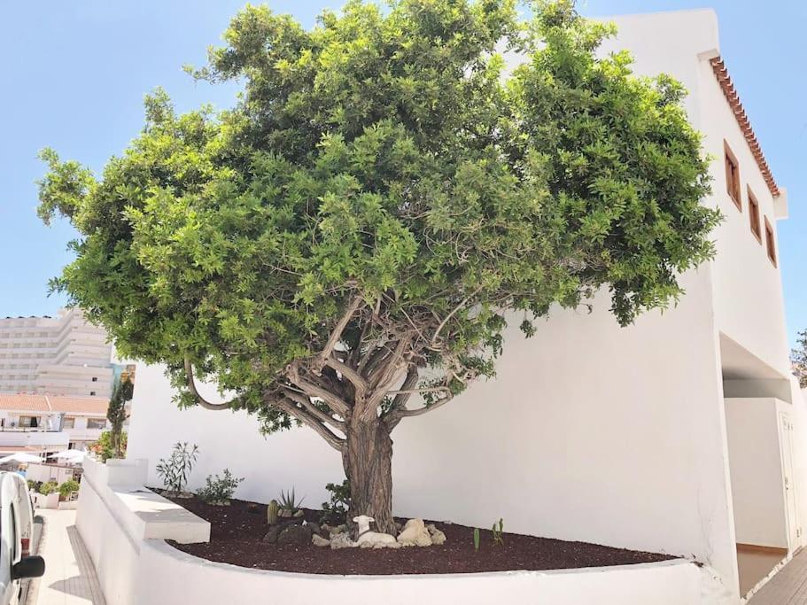 Apartamento Lucia Garden City Con Piscina Climatizada Playa Feñabe Eksteriør billede